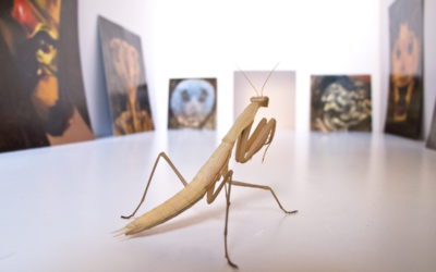 Colonitzant nous espais per a l’art